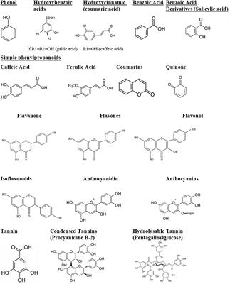 Frontiers | Antimicrobial Activity Of Polyphenols And Alkaloids In ...